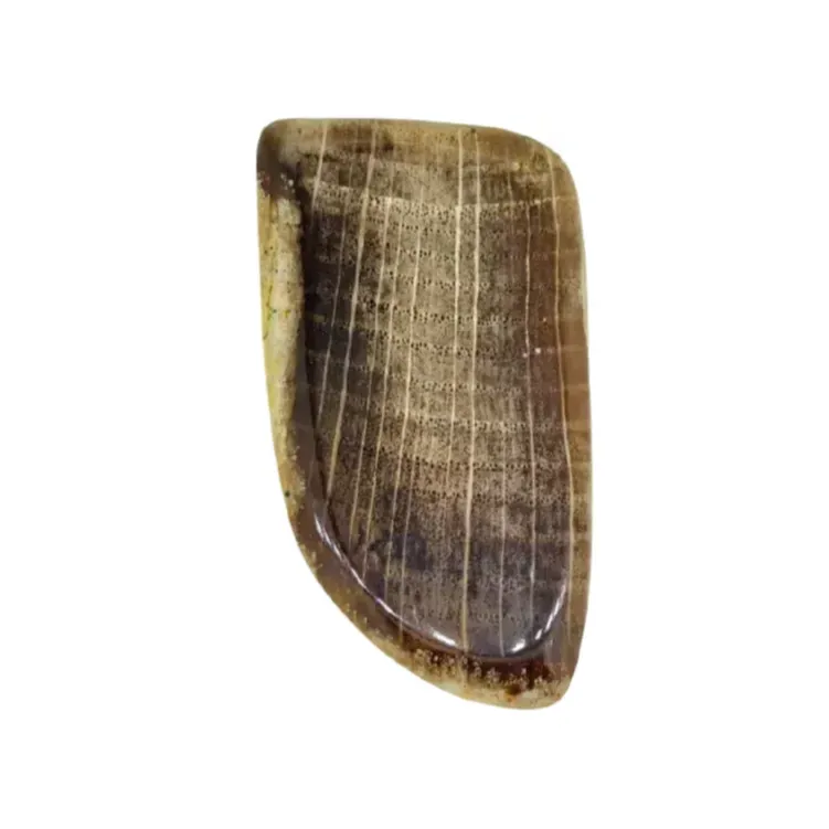 Petrified Wood Cabochon 47ct