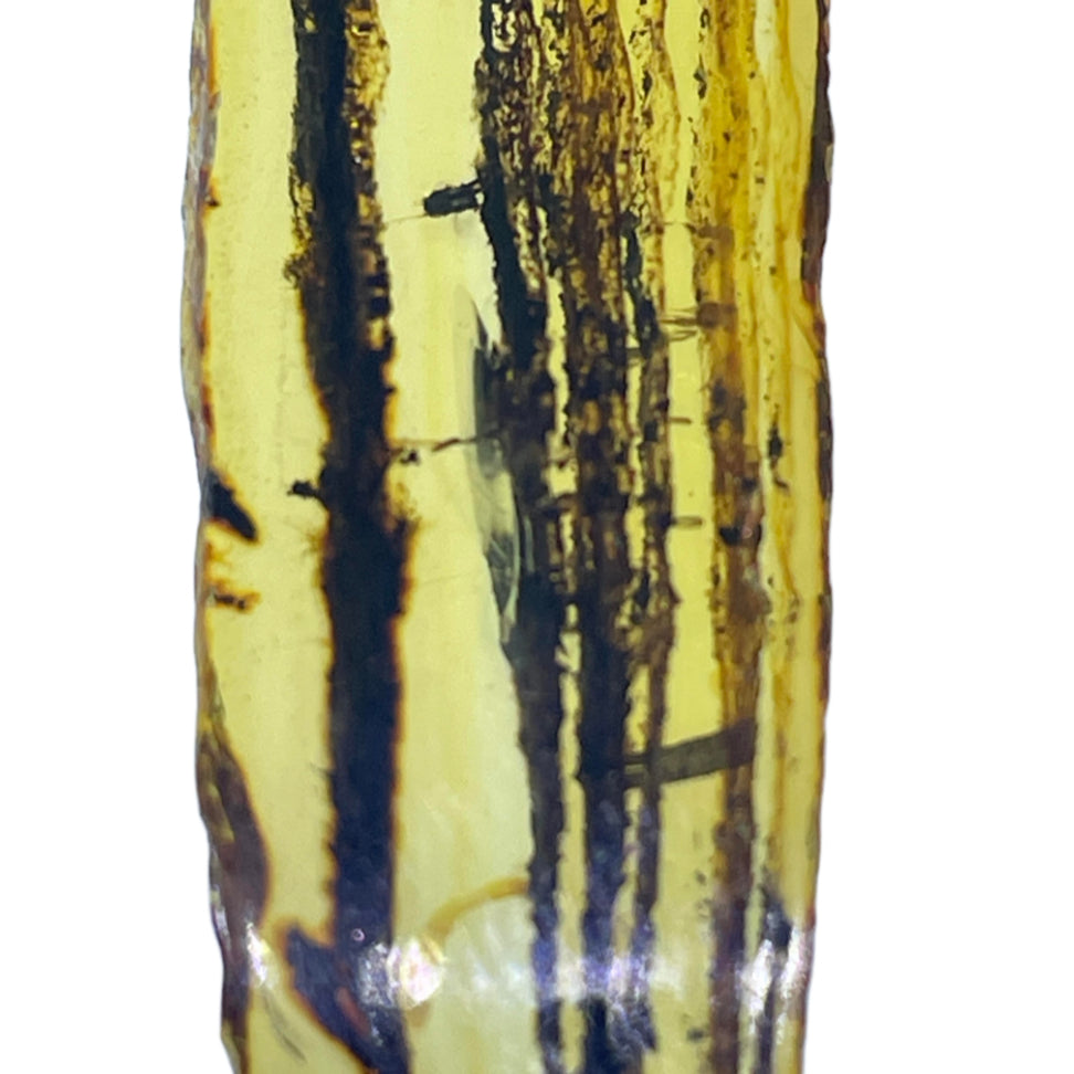 Mexican Amber, 'Chiapas' 12.9ct